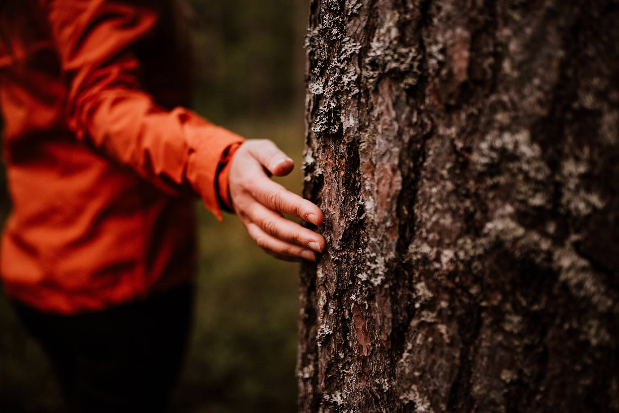 Pinena Organic Pine Bark Extract About Pinena